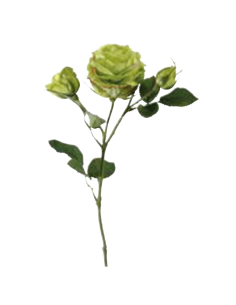 Rosa Niki 2 boccioli verde h 64 cm