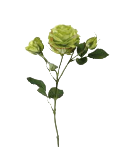 Rosa Niki 2 boccioli verde h 64 cm