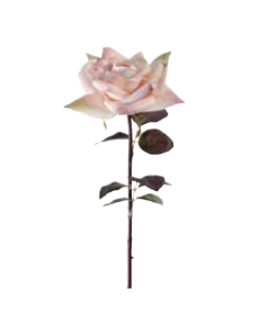 Rosa Frida rosa chiaro H53cm