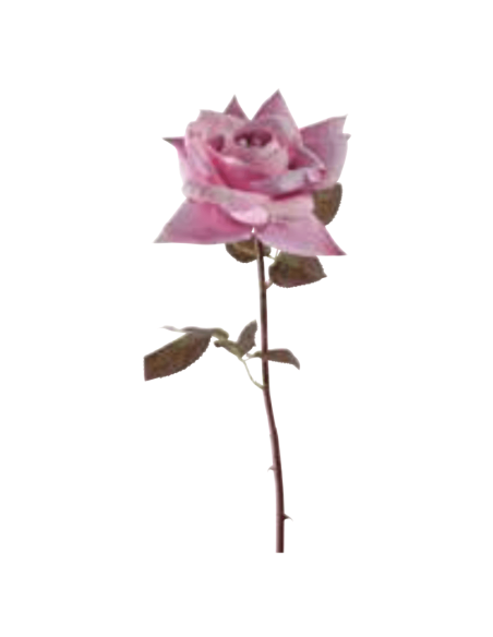 Rosa Frida rosa H53cm