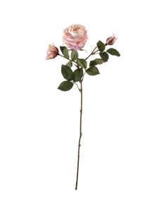 Rosa Niki con 2 boccioli