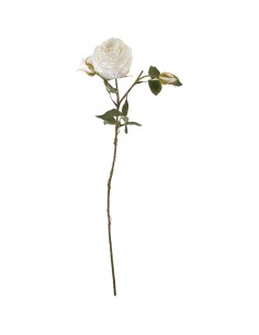 Rosa Niki con 2 boccioli