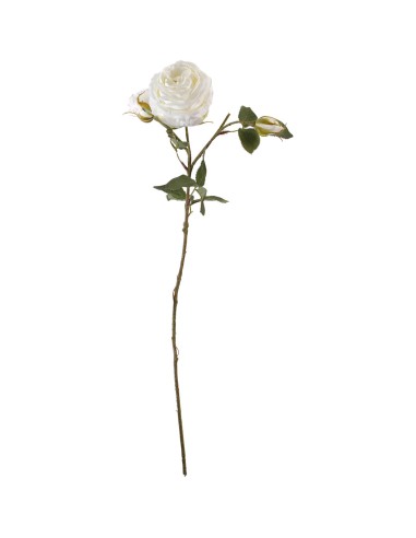 Rosa Niki con 2 boccioli