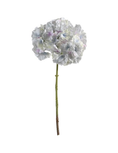 Ortensia turchese h 45