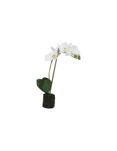 Rituali Domestici - Veronica Zolla con Orchidee Bianche S Plastica 40 CM, ZOLLA Ø 6