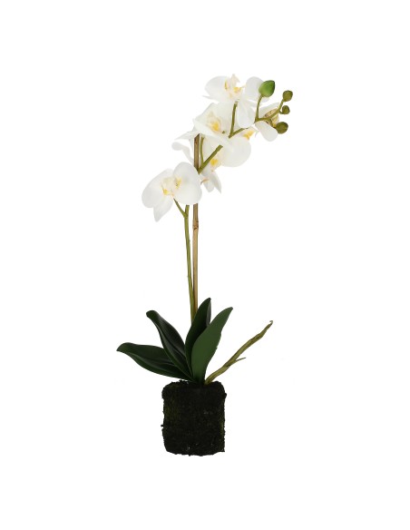 Rituali Domestici - Veronica Zolla con Orchidee Bianche S Plastica 40 CM, ZOLLA Ø 6