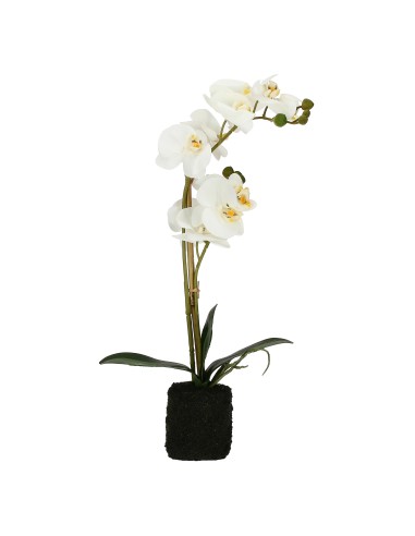 Rituali Domestici - Veronica Zolla con Orchidee Bianche M Plastica 49 CM, ZOLLA Ø 8
