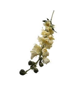 Fiori di Lena - Delphinium avorio cm 90 h 2