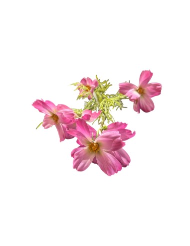 Fiori di Lena - Bush margherite fucsia cm 70 h