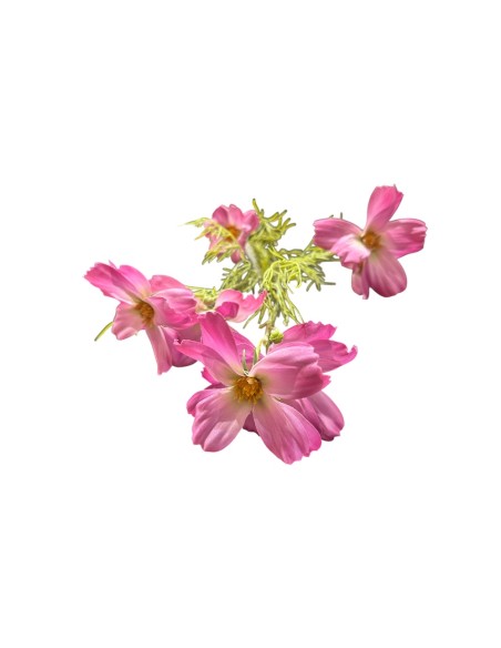 Fiori di Lena - Bush margherite fucsia cm 70 h