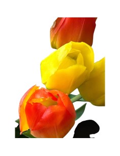Fiori di Lena - Tulipano real touch arancio sfumato cm 45 h 2