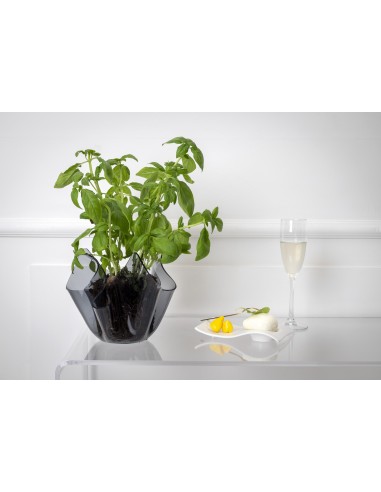 iPLEX - Vaso linea Drappeggi in plexiglass fumè Trasparente drappeggiato a mano Made in Italy - arredamento casa ufficio studio 