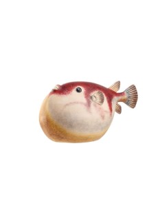 Pesce Palla Rosso  Decorativo 24x12x13h