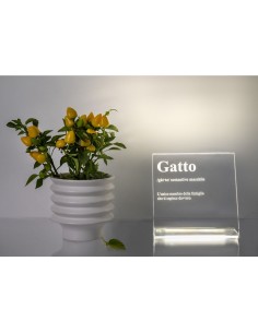 iPLEX Design - Lucilio Lampada Gatto in plexiglass - Trasparente - 20x20x9 cm 2