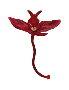 ORCHIDEA COLORE ROSSO