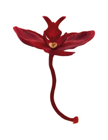 ORCHIDEA COLORE ROSSO