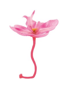 ORCHIDEA COLORE ROSA