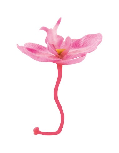 ORCHIDEA COLORE ROSA