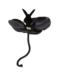 ORCHIDEA COLORE NERO