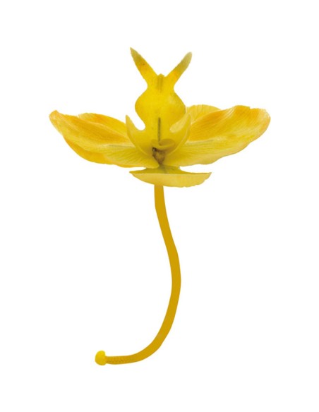 ORCHIDEA COLORE GIALLO